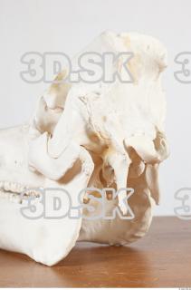 Skull photo reference 0042